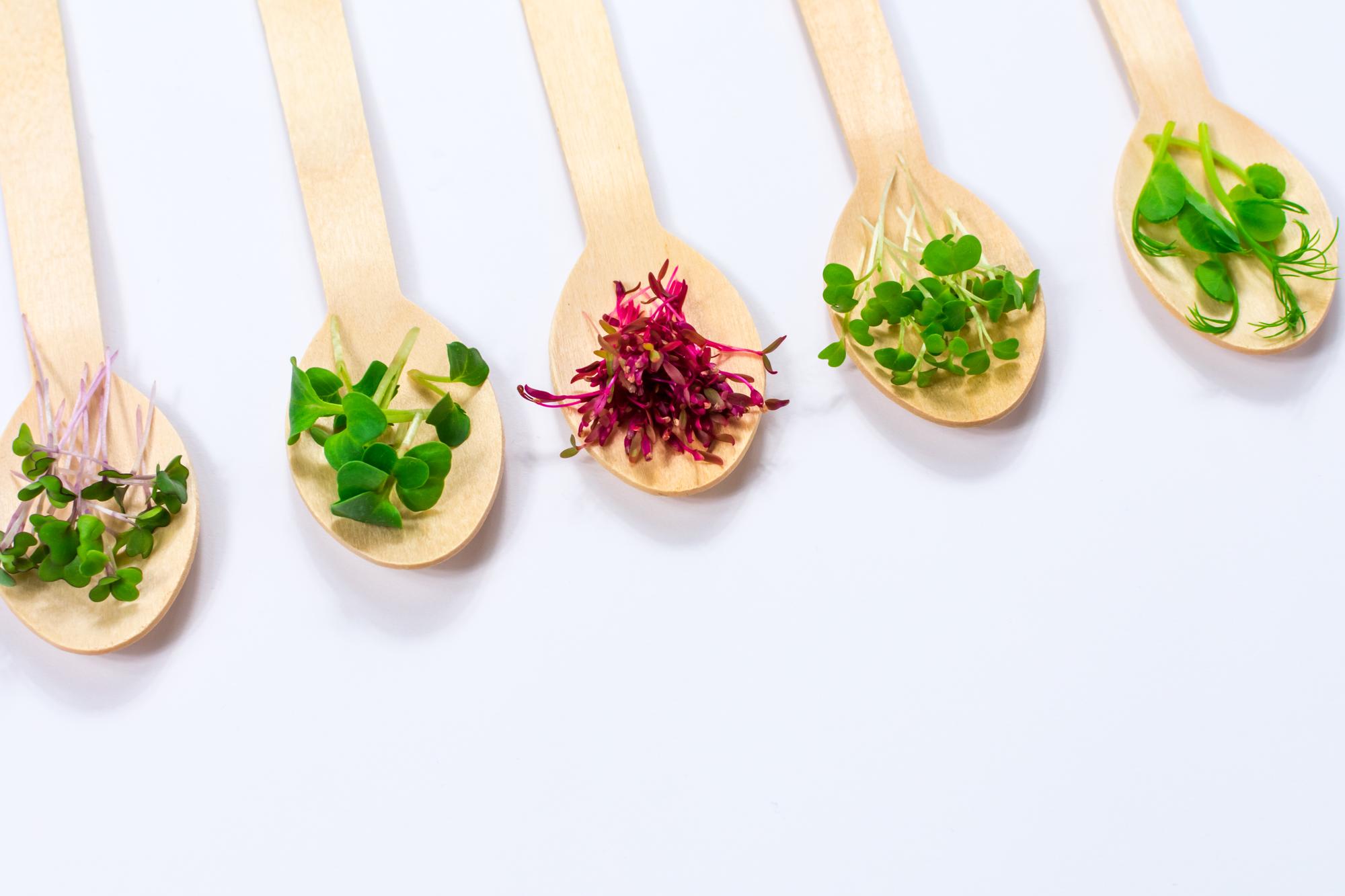 Close-up of a sauce detail and microgreens